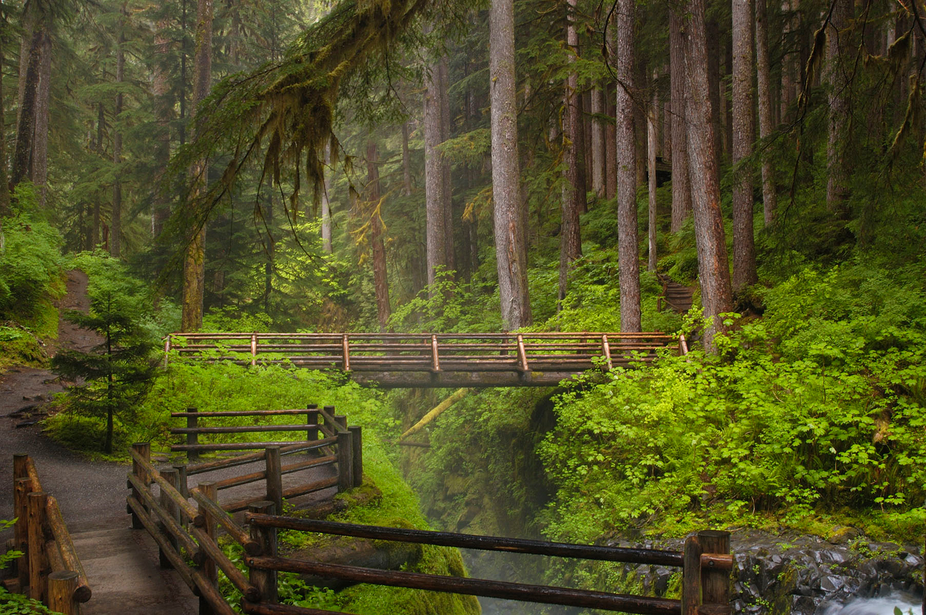 lush green forest with foot trail and bridge
