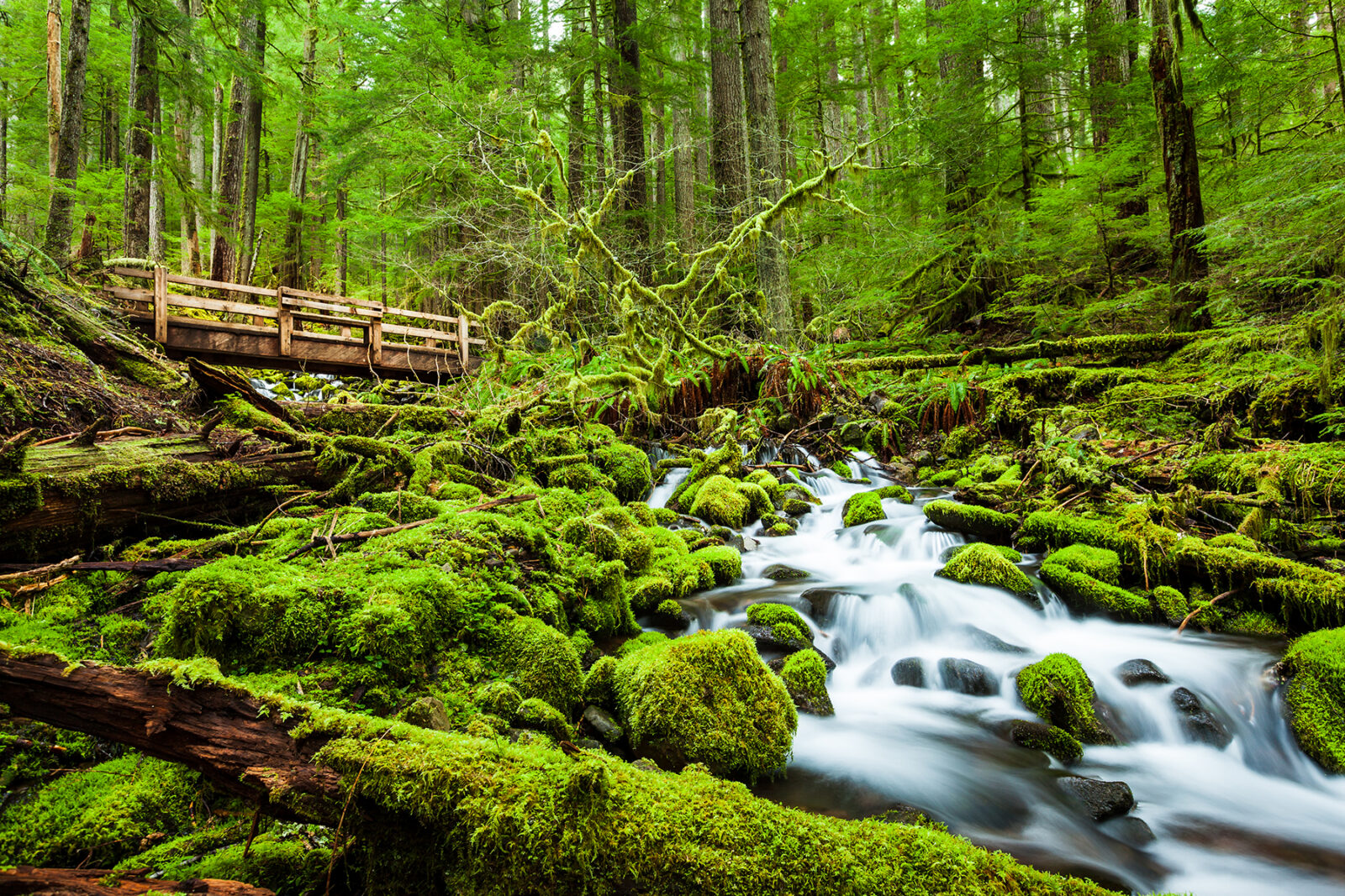 lush green forest with bridge and stream